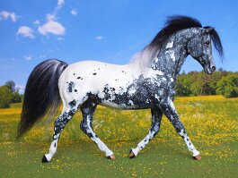 Appaloosa stallion. Breyer Morganglanz r/r/h in the 1990’s
