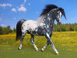 Appaloosa stallion. Breyer Morganglanz r/r/h in the 1990’s