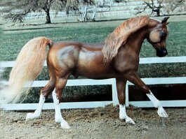 DO Elusive Dreams, Part Bred Arab. Breyer PAM r/r/h in the 1990’s.
