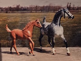 Lindfield Proud Melody, dapple grey mare and Lindfield Crescendo , foal. Mare is Breyer Sham r in the 1970’s
