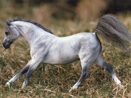 Amadeus, Arab gelding. Breyer Black Beauty r/h in 1980’s