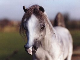 Amadeus, Arab gelding. Breyer Black Beauty r/h in 1980’s