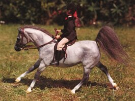 Amadeus, Arab gelding. Breyer Black Beauty r/h in 1980’s